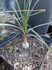 Beaucarnea Gracilis 1 Plant