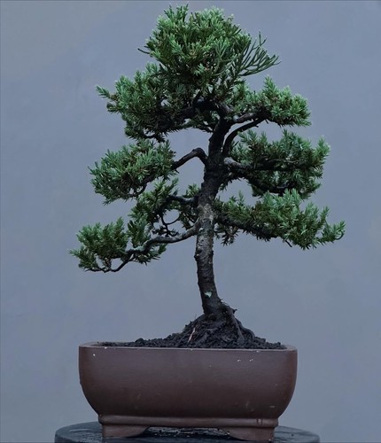 Bonsai albero vivo - di,