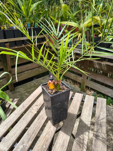 Butia capitata - , odorota)