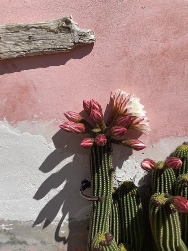 Talea richocereus - talea,