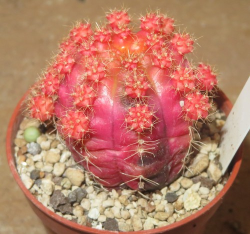 Gymnocalycium damsii - , v