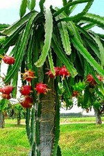 1 Talea Pitaya pithaya talea dragon fruit frutto del drago 