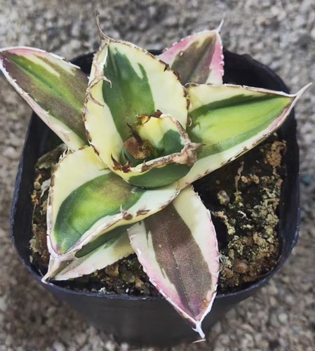 Raro cactus agave - agave, titanota