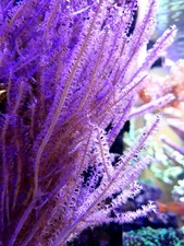 ✅NEW ! Gorgonia Rosa Corallo