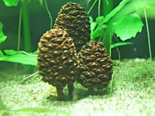 200 Pigne di Ontano Naturali