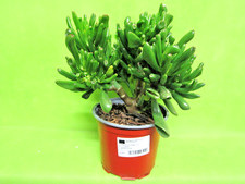 CRASSULA HOBBIT - VASO DM.15