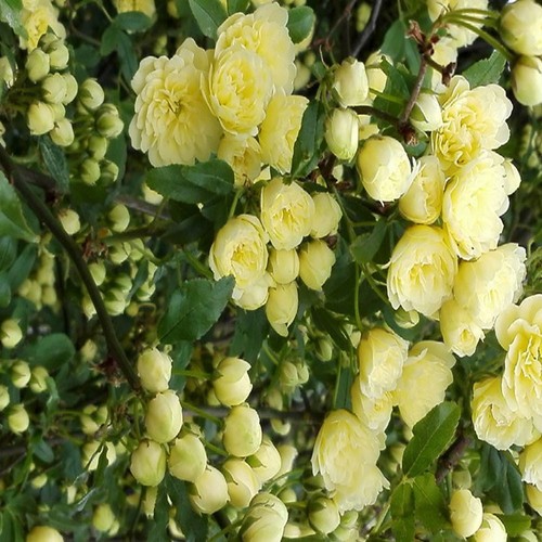 Pianta rosa banksiae - di, lutea