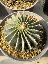 8,9 cm Geohintonia Mexicana