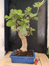 bonsai di fico  h 80 cm visita