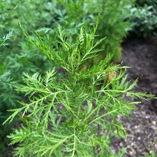 Artemisia cinese - artemisia,