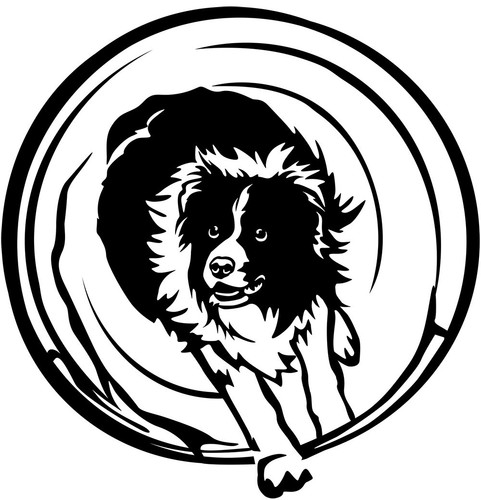 Adesivo border collie - adesivo,