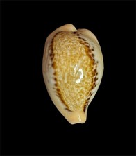 Seashell  Cypraea hungerfor