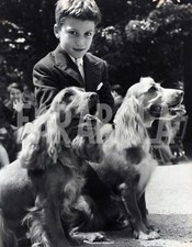 Foto vintage Animali, cocker Spaniel, mostra cinofila, 1958,  stampa 21 x 27 cm