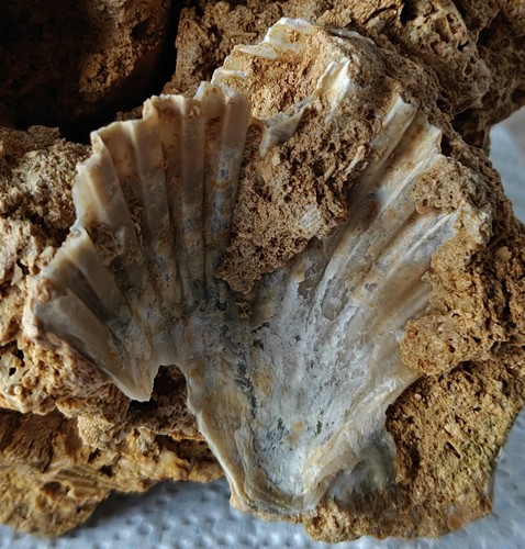 Conchiglie fossile - conchiglie,