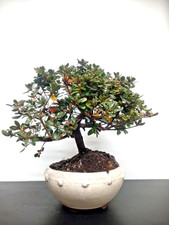 Bonsai azalea giapponese - bonsai, di