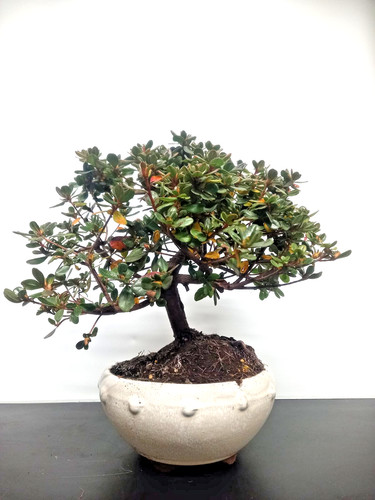 Bonsai azalea giapponese - azalea,