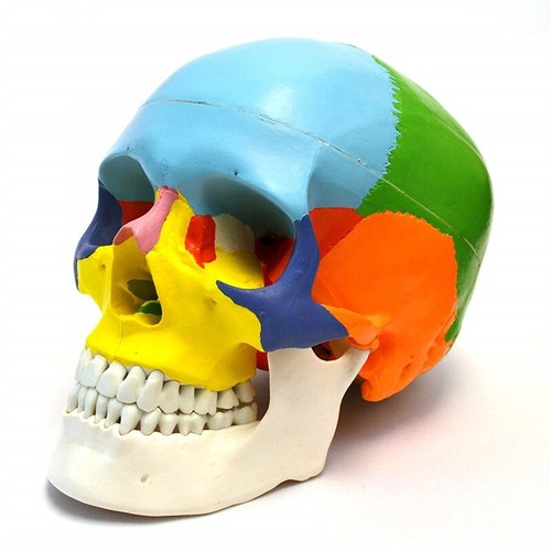 Modello medico teschio