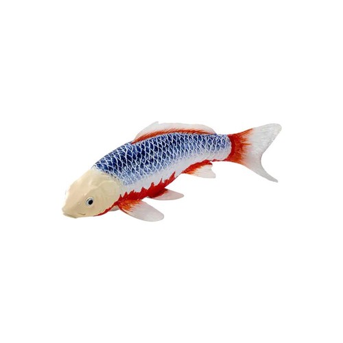 Carpa koi asagi - carpa,
