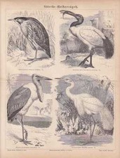 Cicogne Rohrdommel Ibis Marabu