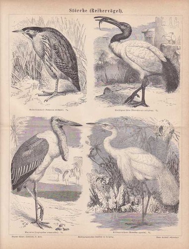 Cicogne rohrdommel ibis - ibis, marabu