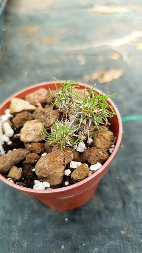 Euphorbia gottlebei succulente