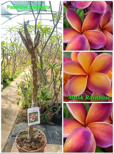 Pianta plumeria - pianta,