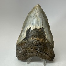 Dente squalo megalodonte - dente, di
