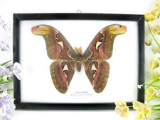 Falena dell'Atlante 3D - farfalla gigante fluttuante in una cornice d'ombra XXL