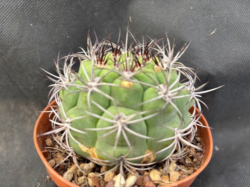 Gymnocalycium saglionis - gymnocalycium,