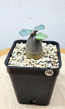 Adenium socotranum➡️