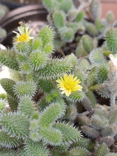 Pianta grassa delosperma