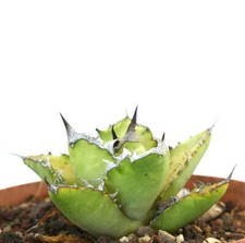 Agave titanota cv SQUALO BIANCO - OTEROI no variegato