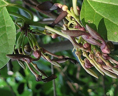 Argano pipa aristolochia - pipa,