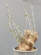 Bonsai Olivastro 30x12cm In