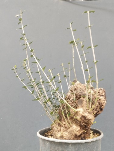 Bonsai olivastro 30x12cm - 30x12cm, in