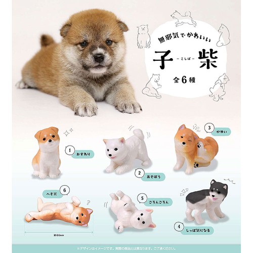 Innocent cute shiba inu - innocent,