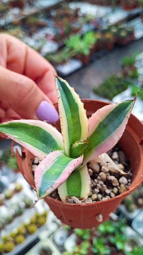 Agave titanota snaggletooth
