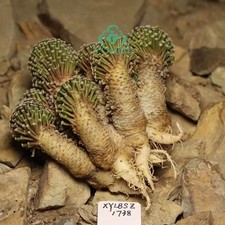 Pianta rara 8,8 cm Mammillaria