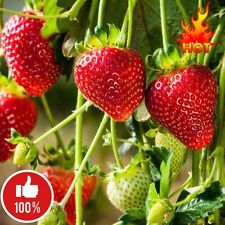 Crema Fragola Bianca Casa