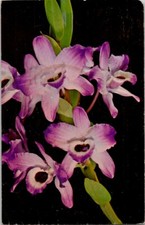 Dendrobium Nobile Frutteti