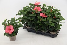 Ibisco cinese "Hibiscus