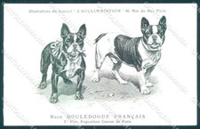 Animali cane canna Bulldog francese Bouledogue Francais cartolina VK9538