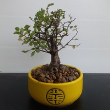 Bonsai di Olmo vasetto giallo