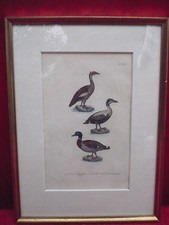 Bellissimo, Vecchio Quadro Di