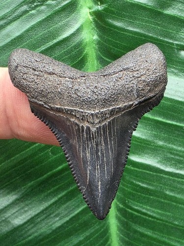 Dente blu scuro del