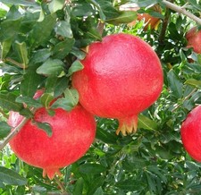 Pianta di Melograno in varietà a scelta. Età 2 anni, altezza 140-170 cm