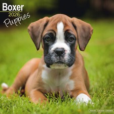 Boxer Cuccioli 2026 Calendario