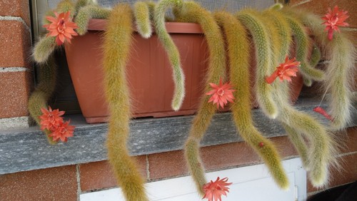 Hildewintera colademononis