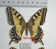 PAPILIO MACHAON