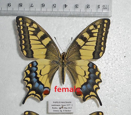 Papilio machaon - papilio,